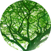 treeg
